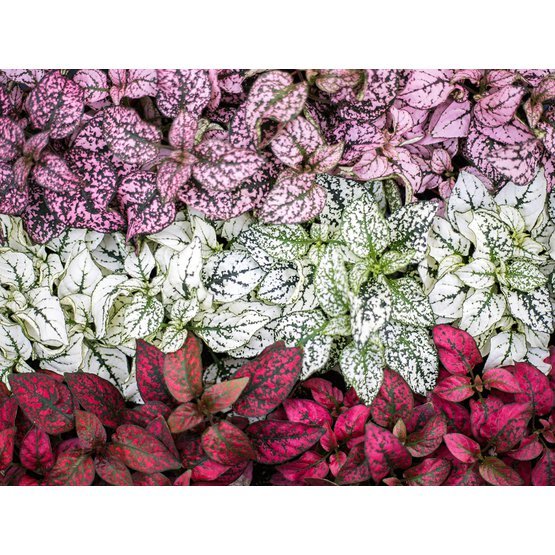 Hypoestes-phyllostachya-2.jpg