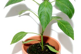 Sazenice rostlin
