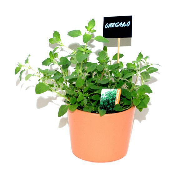 oregano.JPG