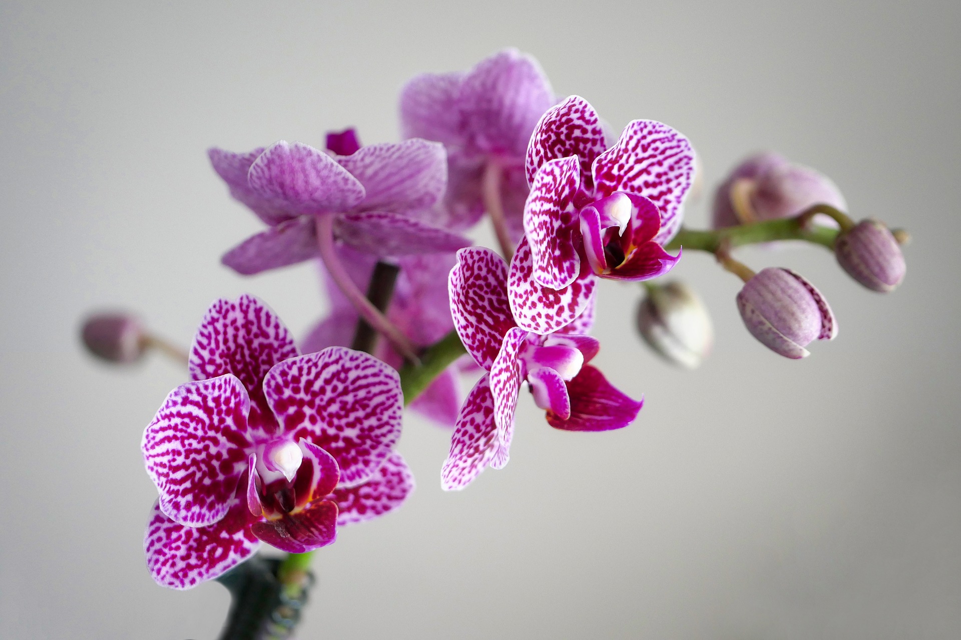 Orchidej Phalaenopsis | Rozvoz květin Praha - Květinářství Praha