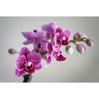 Orchidej (Phalaenopsis)