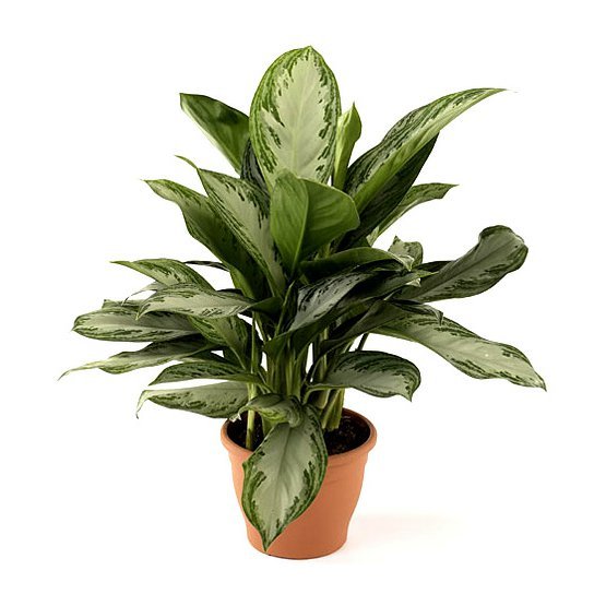 Aglaonema-Silver-Bay.jpg