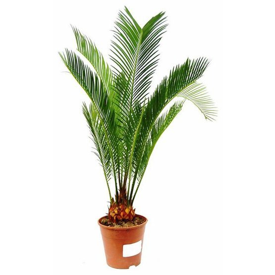 cycas.jpg
