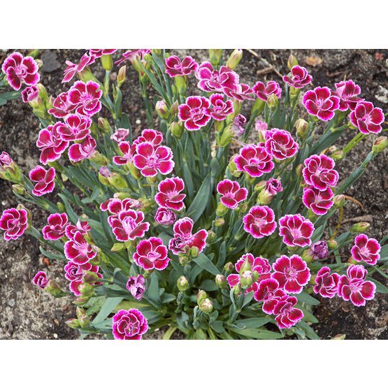 dianthus-pink-kisses.jpg