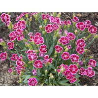 Dianthus - Pink kisses