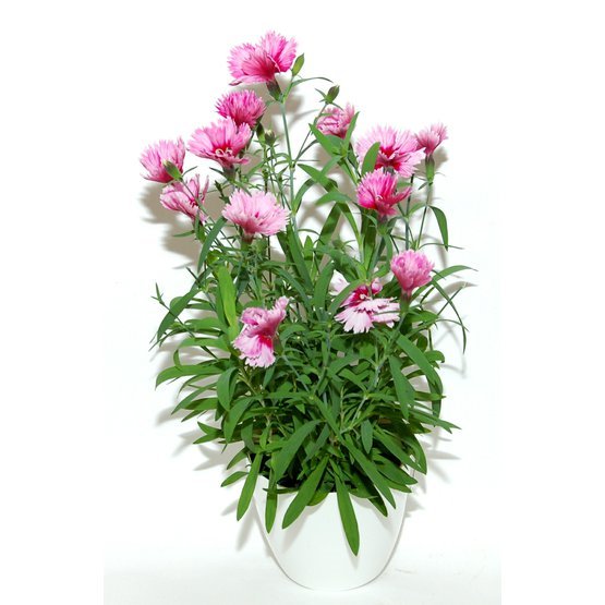 dianthus.JPG