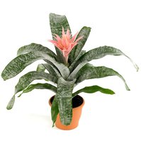 Echmea (Aechmea)