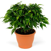 Fíkus  malolistý (Ficus benjamina)