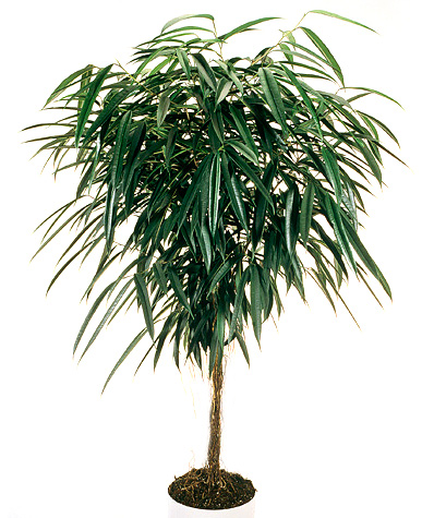 Ficus Binnendijkii Alii Pestovani (binnendijkii Alii, Ficus binnendijkii Alii, Ficus binnendijkii, může vést) Ficus Binnendijkii Alii Pestovani