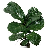 Fíkus Lyrovitý (Ficus lyrata bambino)