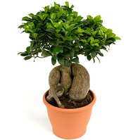 Fíkus maloplodý (Ficus microcarpa) - Ginseng 9