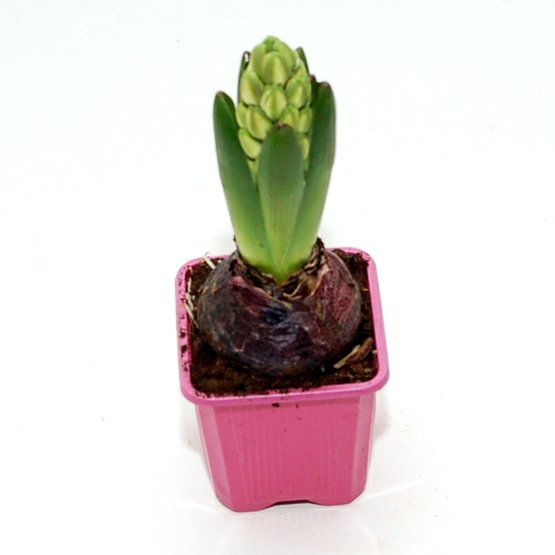 hyacint-ruzovy.JPG