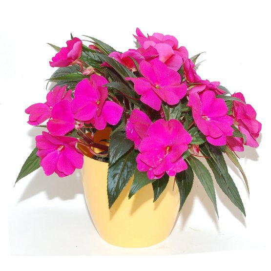 impatiens.JPG