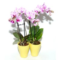 Orchidej (Phalaenopsis) mini