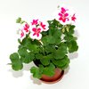 muskat-vzprimeny-pelargonia-zonale-bilo-ruzova.JPG