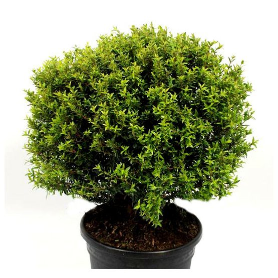 myrtus-communis-tree.jpg