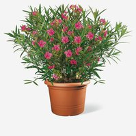 Oleandr obecný (Nerium oleander)