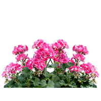 Muškát převislý (Pelargonium Peltatum)