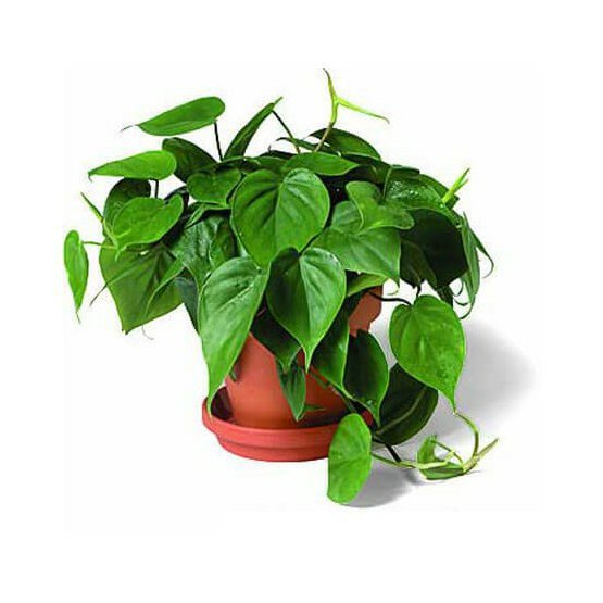 philodendron-scandens-filodendron-pnacy.jpg