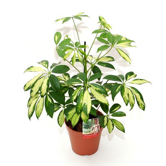 schefflera.JPG