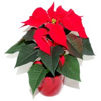 Pryšec nádherný Vánoční hvězda (Euphorbia pulcherrima)