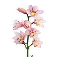 Cymbidium Orchidej