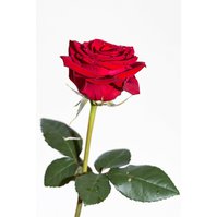 Velkokvětá červená růže