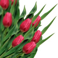 Tulipán - mix barev