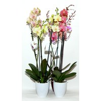 Orchidej Phalaneopsis